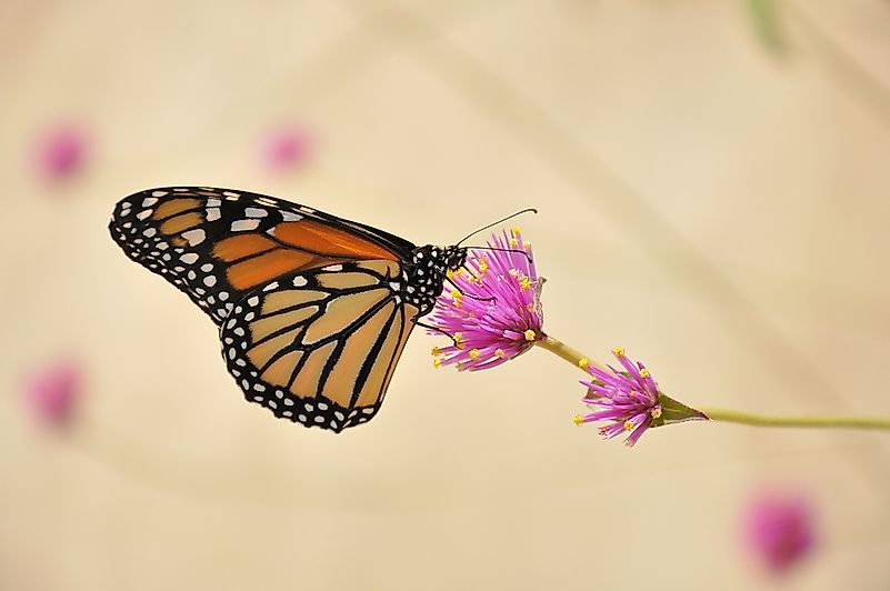 #1 Explore nature at the Tibet-Butler Preserve