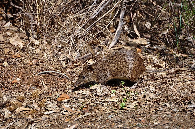 #12 Bandicoot