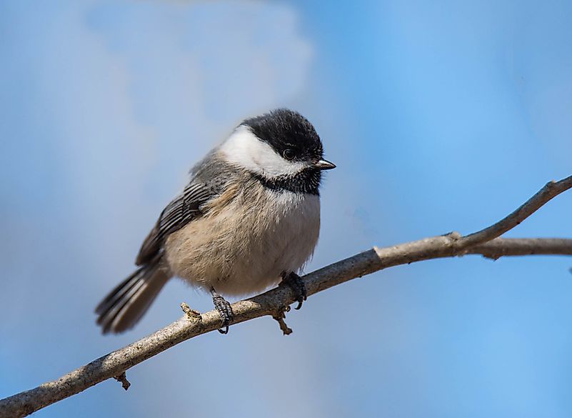 #4 Chickadee