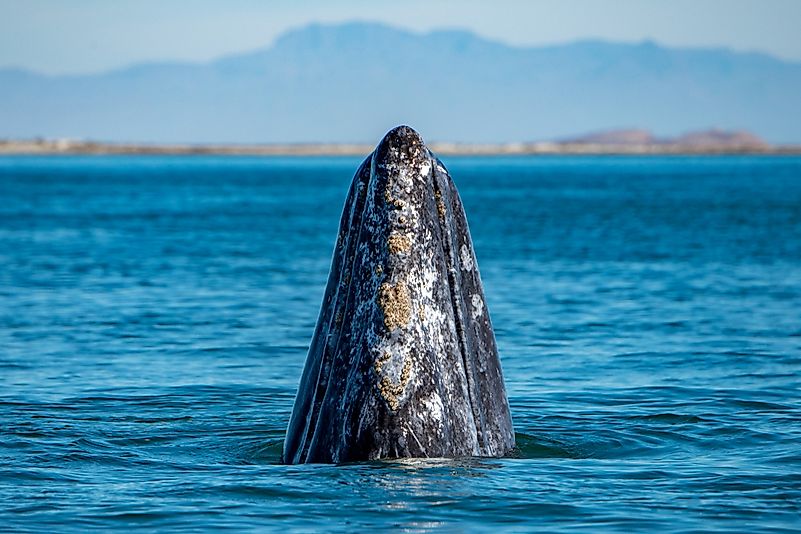 #5 Gray Whale