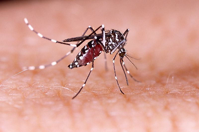 Zica virus aedes aegypti mosquito on human skin. Zica virus aedes aegypti mosquito on human skin.