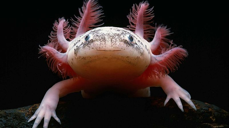 Axolotl Axolotl