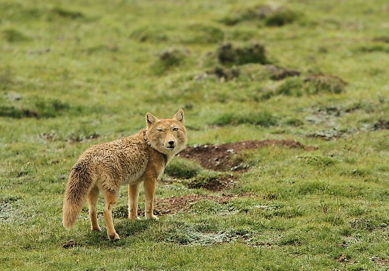 #8 Tibetan Sand Fox