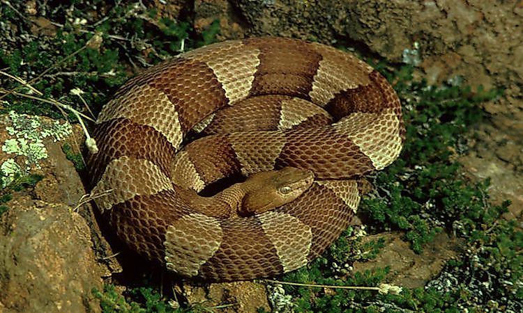 #1 Copperhead -
