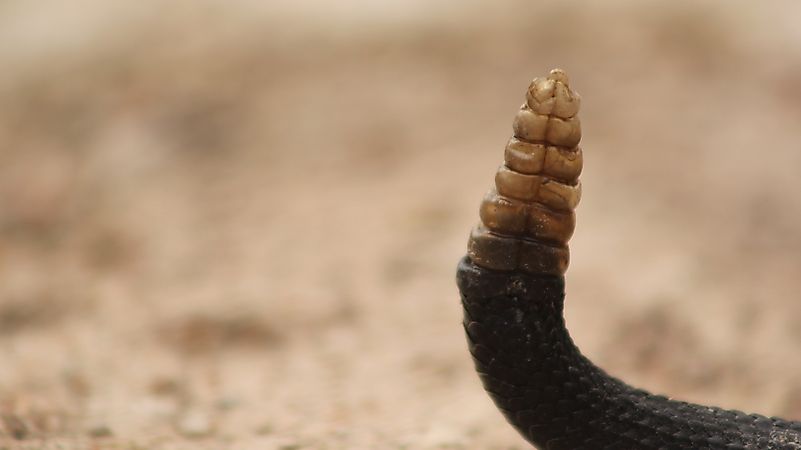 The rattle of a rattlesnake. Image credit: FERNANDO MACIAS ROMO/Shutterstock.com The rattle of a rattlesnake. Image credit: FERNANDO MACIAS ROMO/Shutterstock.com