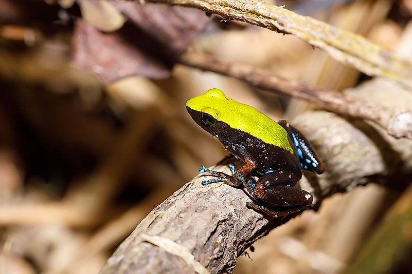 #9 Climbing Mantella