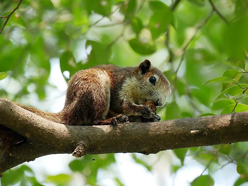 #9 Oriental Tree Squirrel