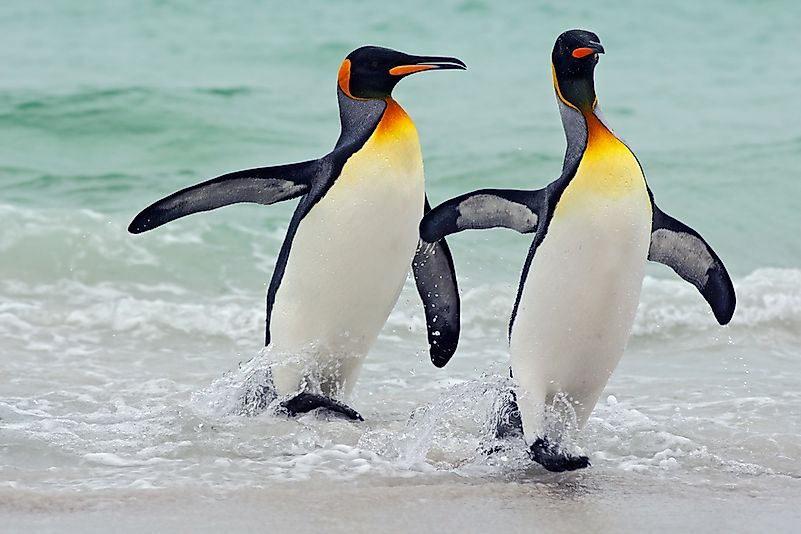 King penguins, Falkland Islands. King penguins, Falkland Islands.