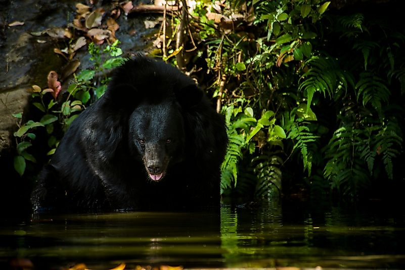 Asiatic Black Bear. Asiatic Black Bear.