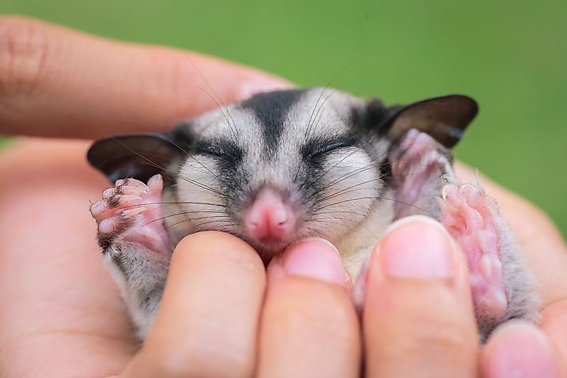 Sugar glider in a hand. Sugar glider in a hand.