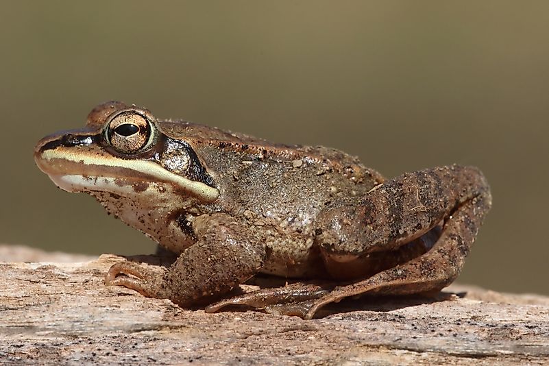 During winter, the wood frog (Rana sylvatica) can be easily mistaken for a dead animal. During winter, the wood frog (Rana sylvatica) can be easily mistaken for a dead animal.