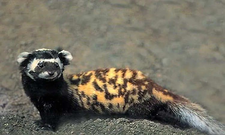#4 Marbled Polecat -