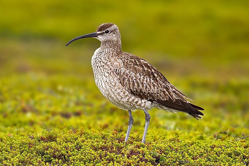#8 Whimbrel