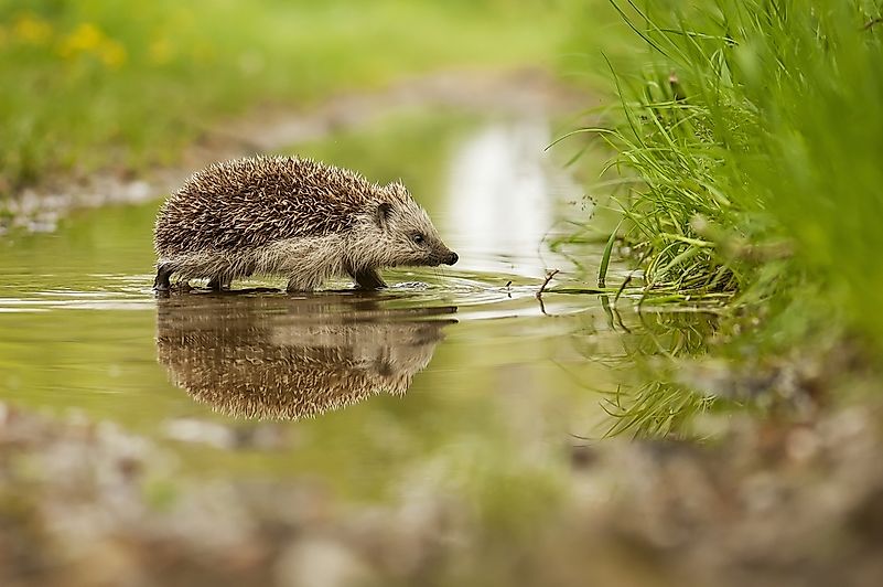 #2 European Hedgehog