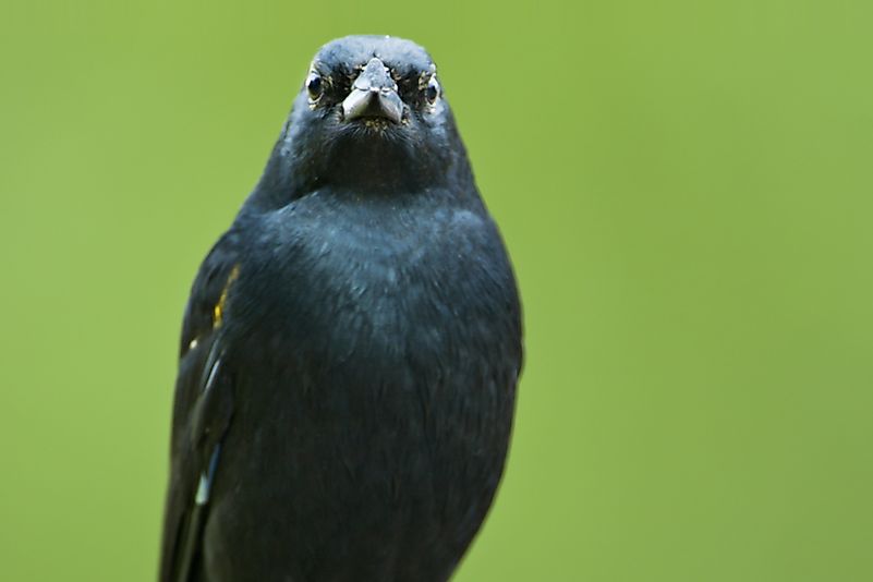 #2 Yellow-shouldered Blackbird