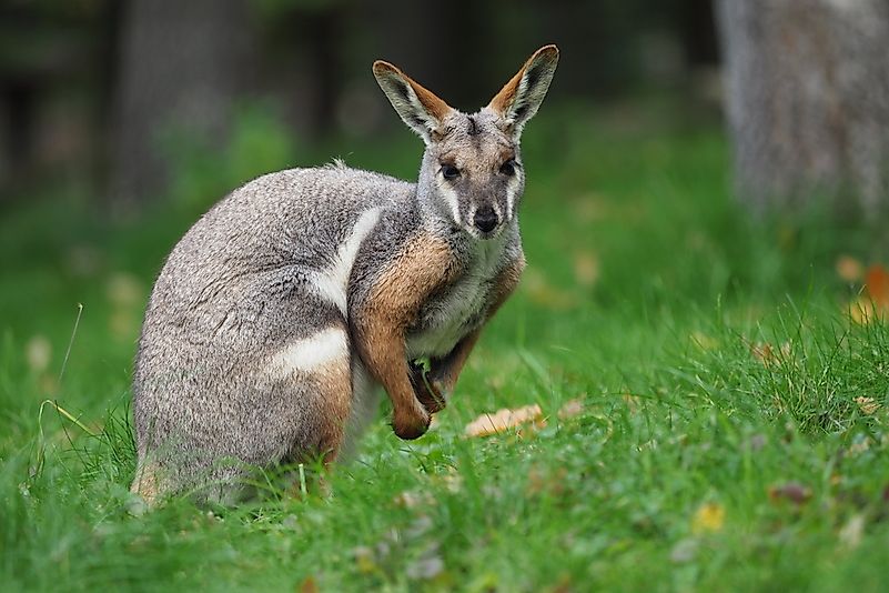 #5 Wallaby