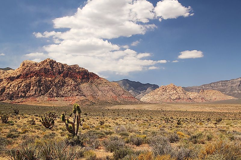 #3 Mojave Desert