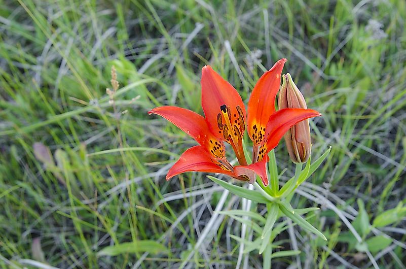Western red lily. Western red lily.