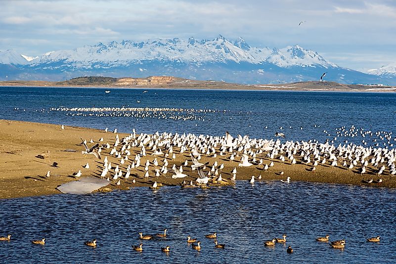 Seabirds in Ushuaia, Argentina.