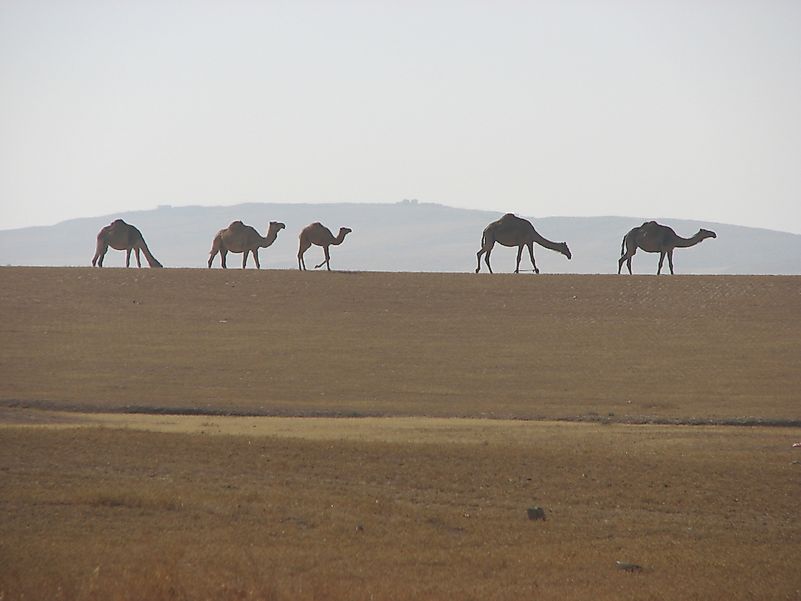 #2 Camel