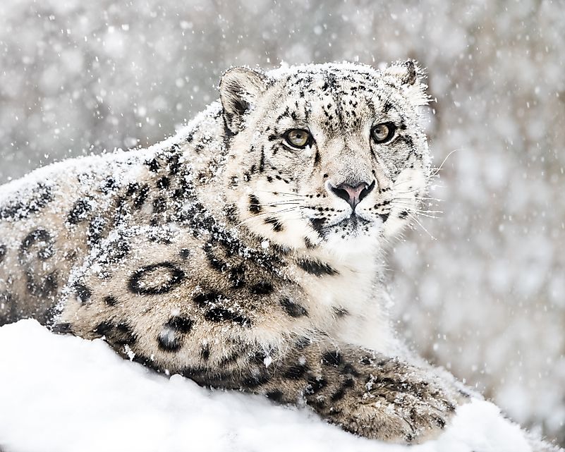 #5 Panthera uncia - Snow leopard