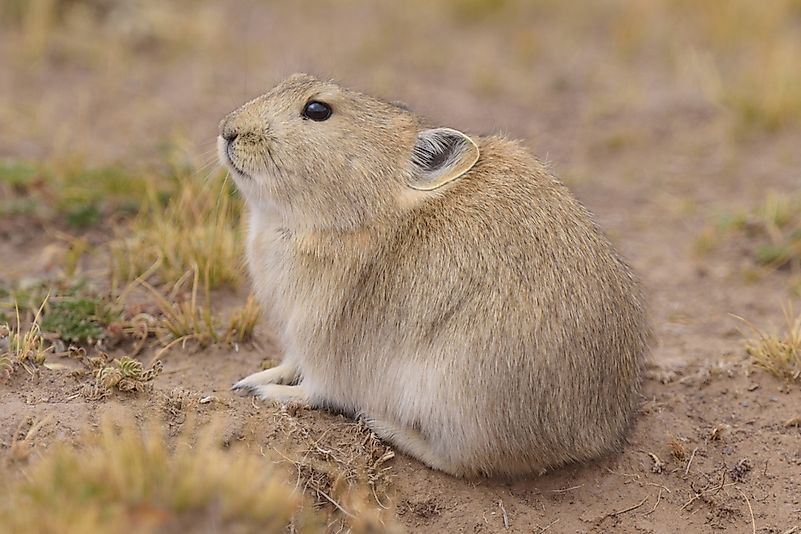 #2 Plateau Pika