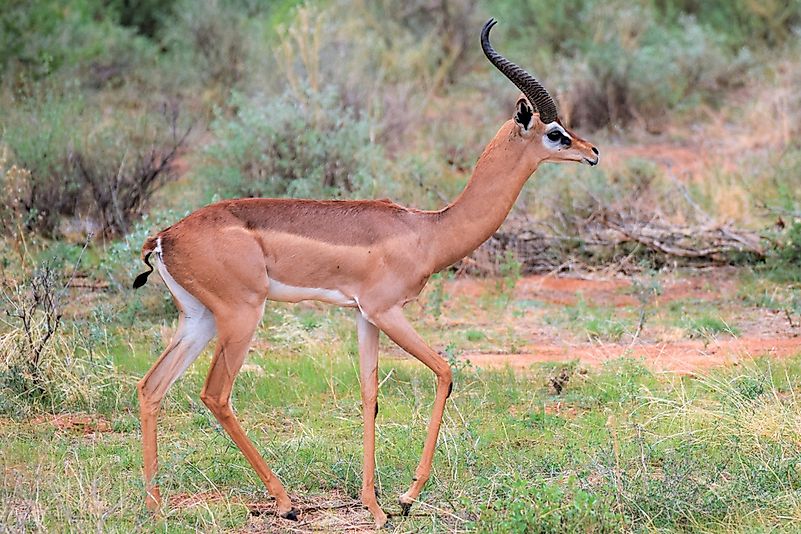 Gerenuk. Gerenuk.