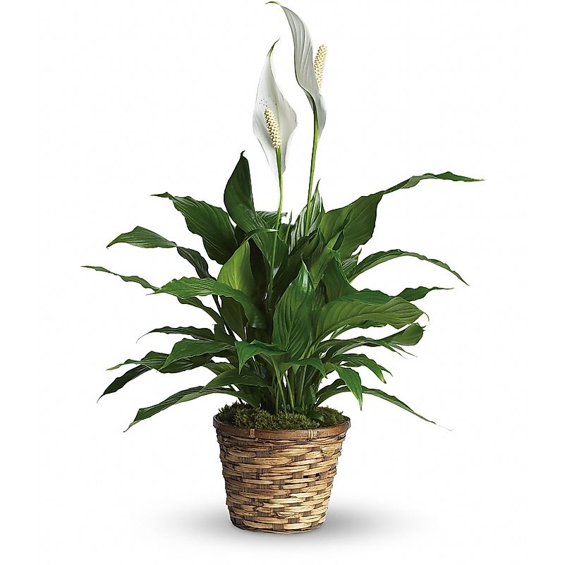 The peace lily comes in a variety of colors. Editorial credit: petalsbyfelicia.com