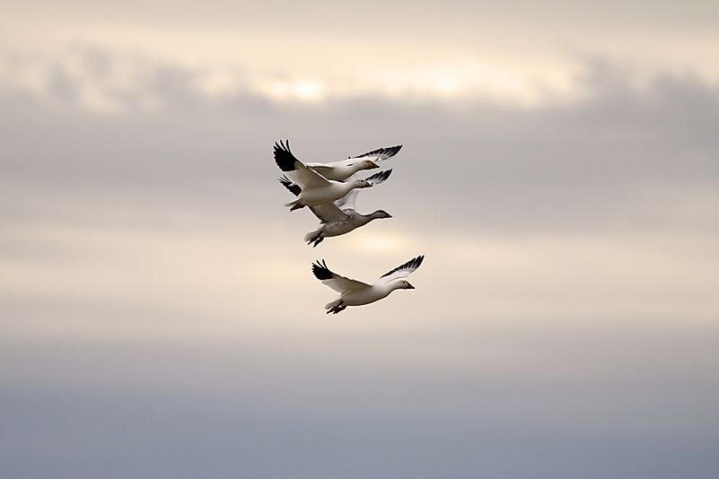 #1 Snow goose