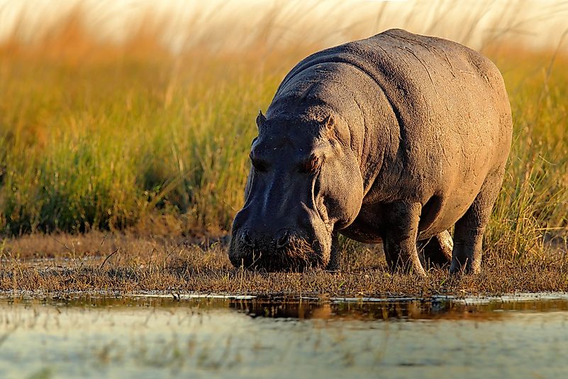 #2 Common Hippopotamus (Hippopotamus amphibius)