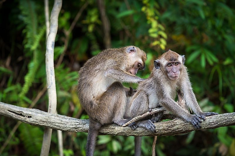 A pair of macaques grooming in the jungles of Borneo. A pair of macaques grooming in the jungles of Borneo.