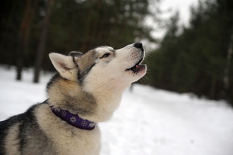 Huskies prefer singing to barking. Huskies prefer singing to barking.
