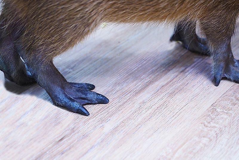 #5 Capybaras have webbed feet.