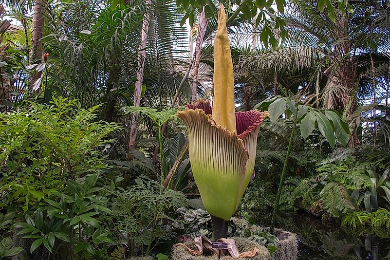 #1 Corpse Flower