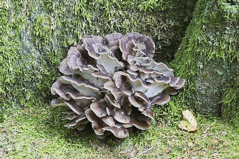 #2 Maitake Mushrooms (Grifola frondosa)