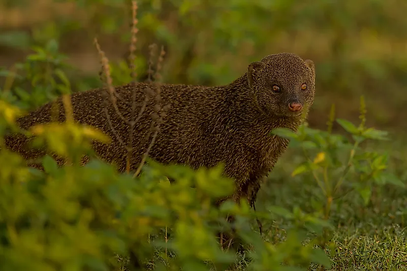6 Species of Mongoose Found In India