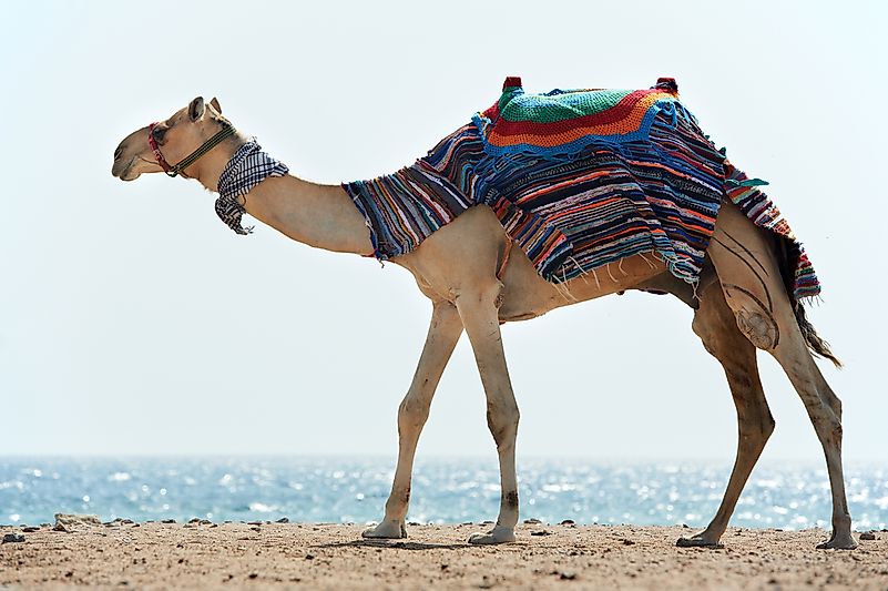 #9 Camel