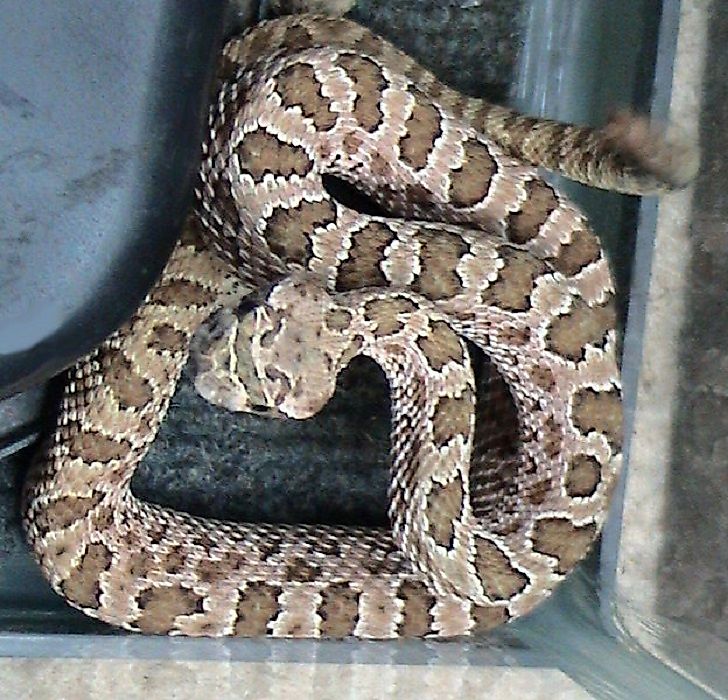 #7 Prairie Rattlesnake