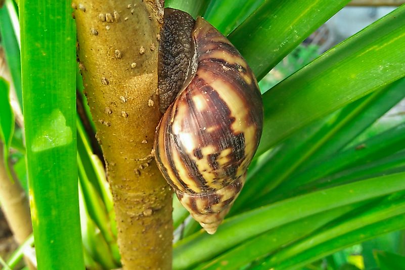#5 Oahu Tree Snails