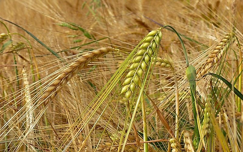 #3 Barley
