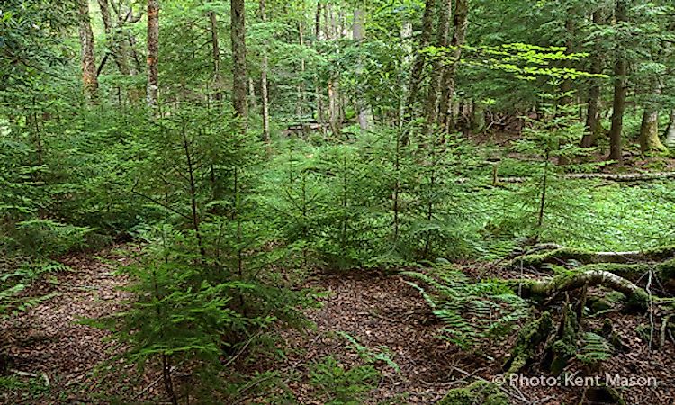 #16 Understory Layer