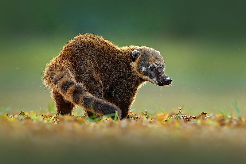 #1 Coatimundi