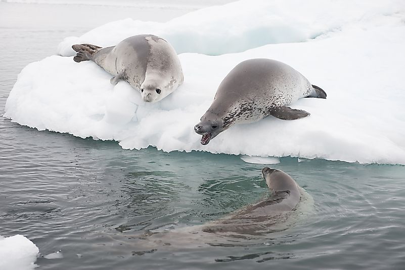 #12 Crabeater seal