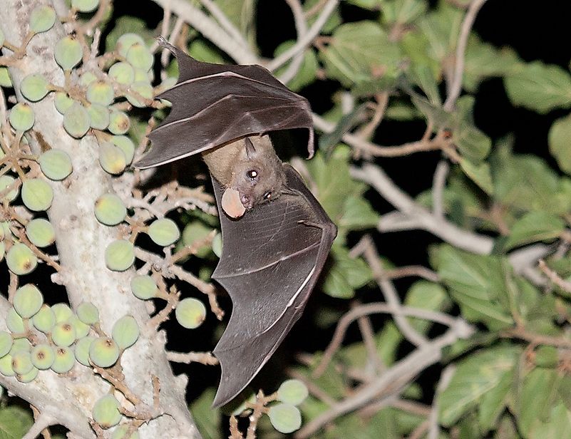 Bats can make cute pets but it is best to leave them in their wild natural habitat. Image credit: Вых Пыхманн/Wikimedia.org Bats can make cute pets but it is best to leave them in their wild natural habitat. Image credit: Вых Пыхманн/Wikimedia.org