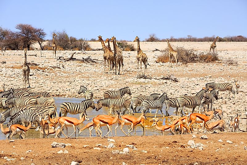Wildlife in Namibia. Wildlife in Namibia.