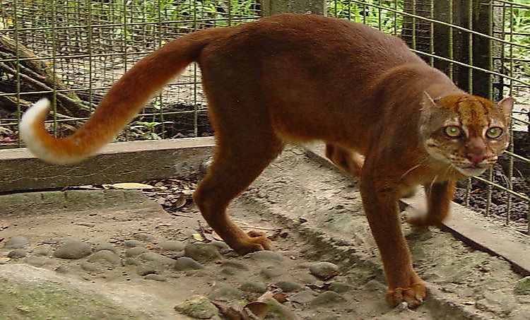 #4 Borneo Bay Cat -