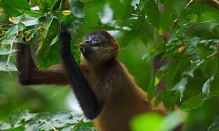 #8 Spider Monkey