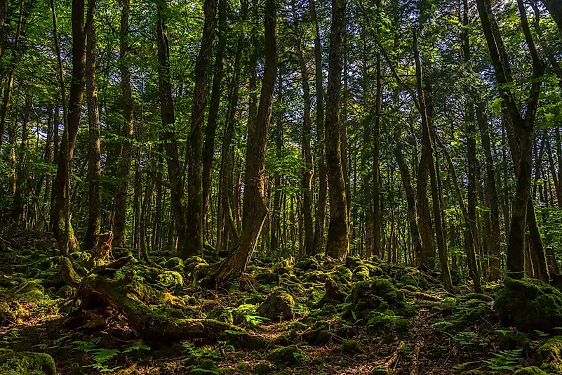 #1 Suicide Forest