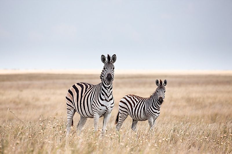 #5 Zebra