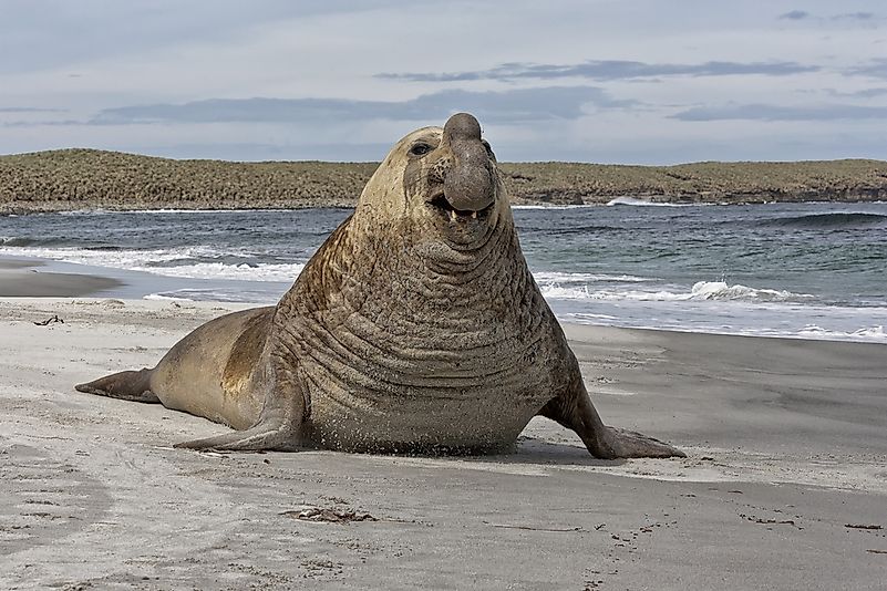 #14 Southern elephant seal